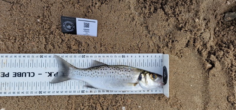 Fish Measure Picture